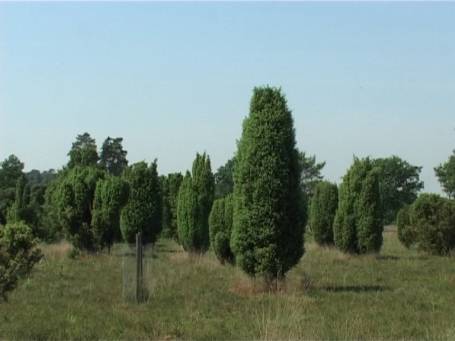 Niederkrüchten : Elmpter Schwalmbruch, Wacholderheide